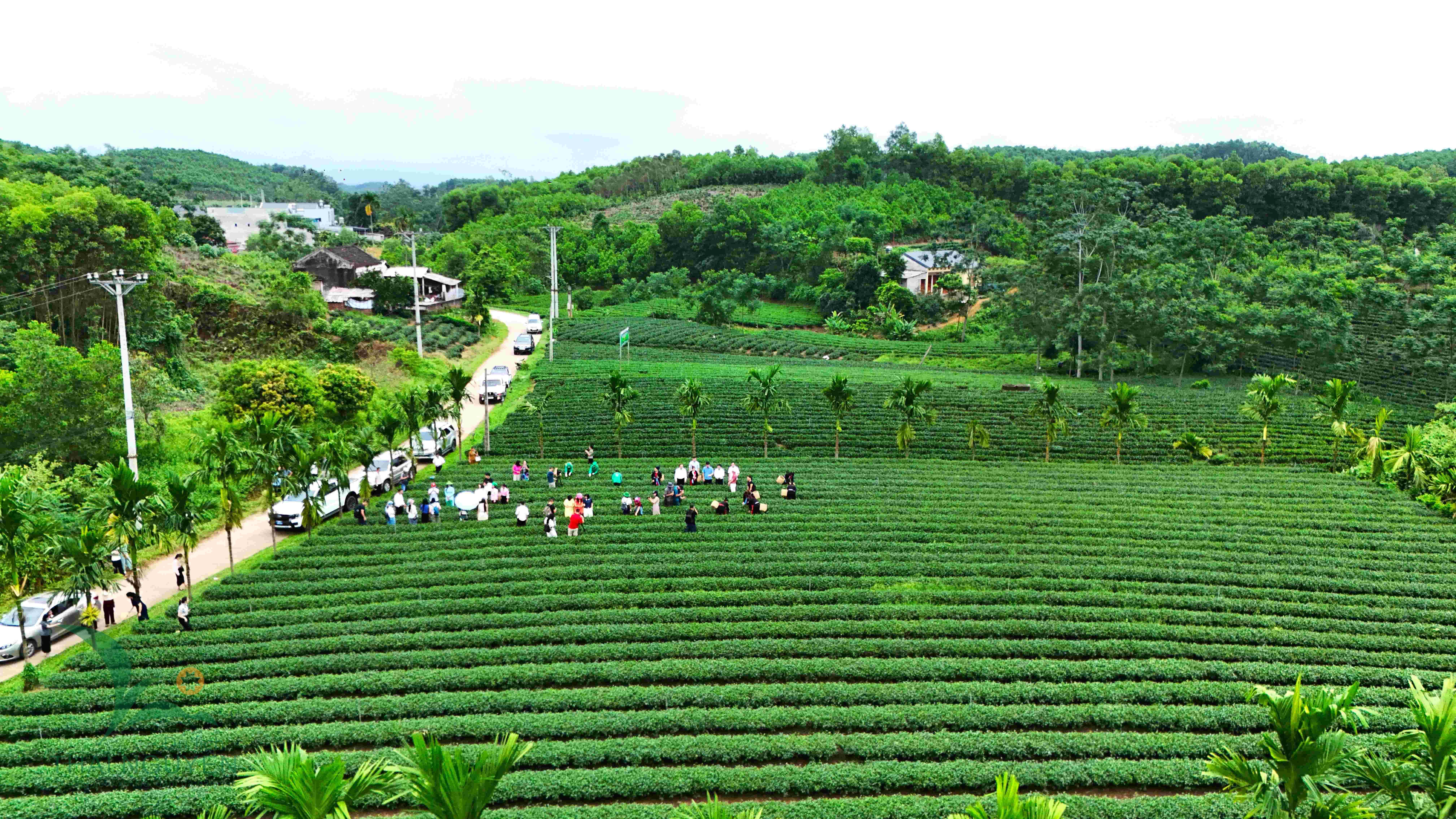 Điều gì giữ chân du khách giữa miền trà Vô Tranh?