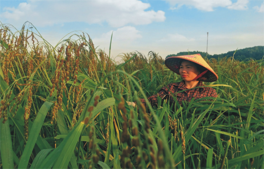 Gạo nếp vải Ôn Lương và những thức quà hấp dẫn du khách