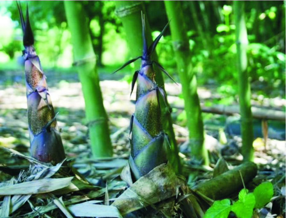 Măng đắng Ngàn Me – hương vị khó quên