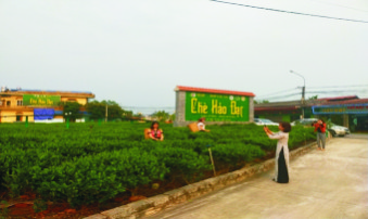 Du lịch cộng đồng vùng chè Tân Cương “Đệ nhất danh trà”