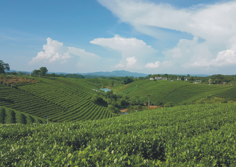 Đại Từ - Thế mạnh về du lịch sinh thái và trải nghiệm văn hóa trà