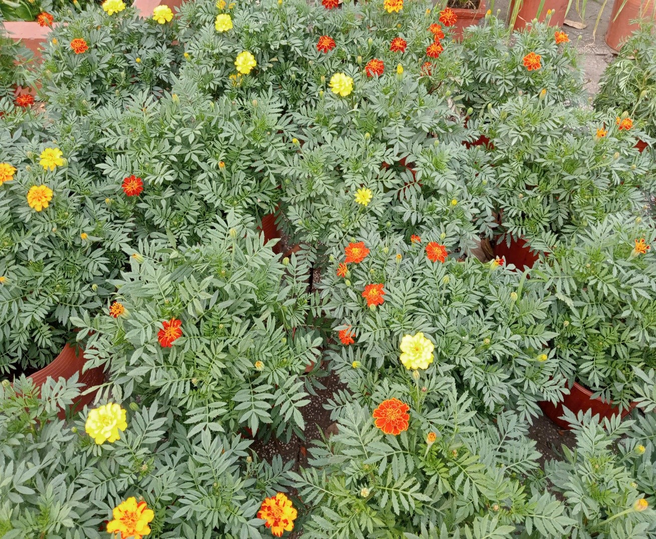 NHỮNG NGÀY GIÁP TẾT Ở MIỀN QUÊ VĨNH LONG