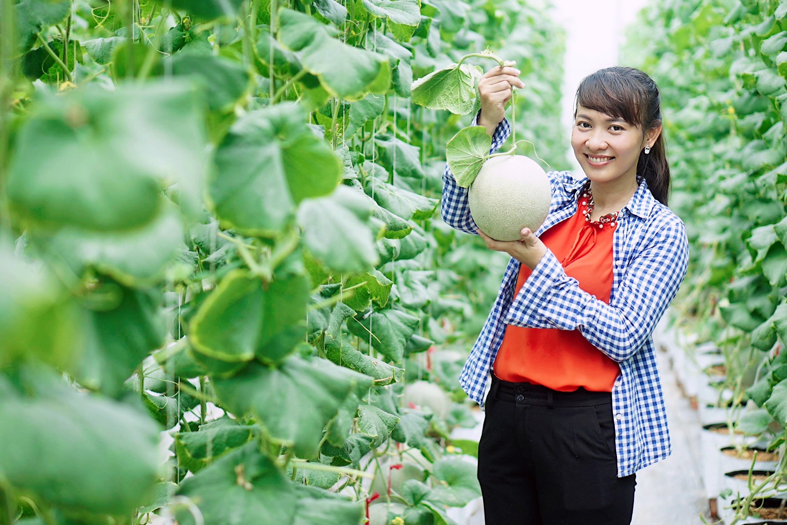 Tham quan vườn dưa lưới tại Vĩnh Long