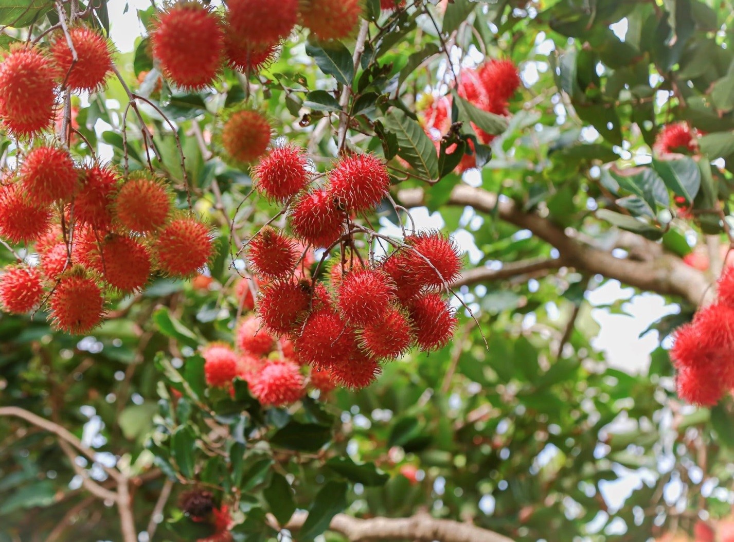 Gợi ý khám phá Vĩnh Long 