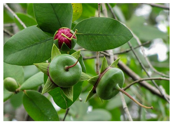 SẮC TÍM MÀU HOA BẦN