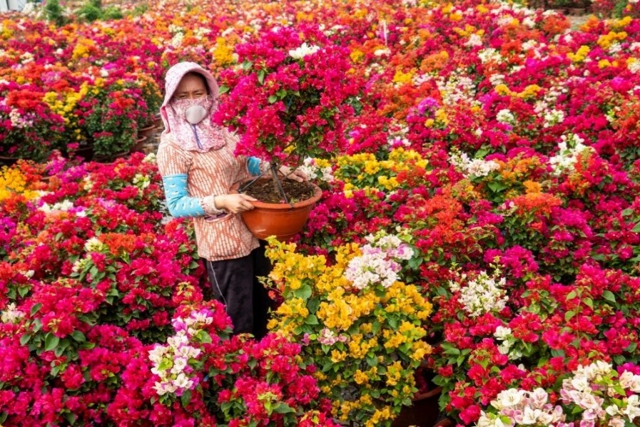 Làng Văn hóa Du lịch Chợ Lách rộn ràng sắc xuân mừng Tết Bính Ngọ 2026