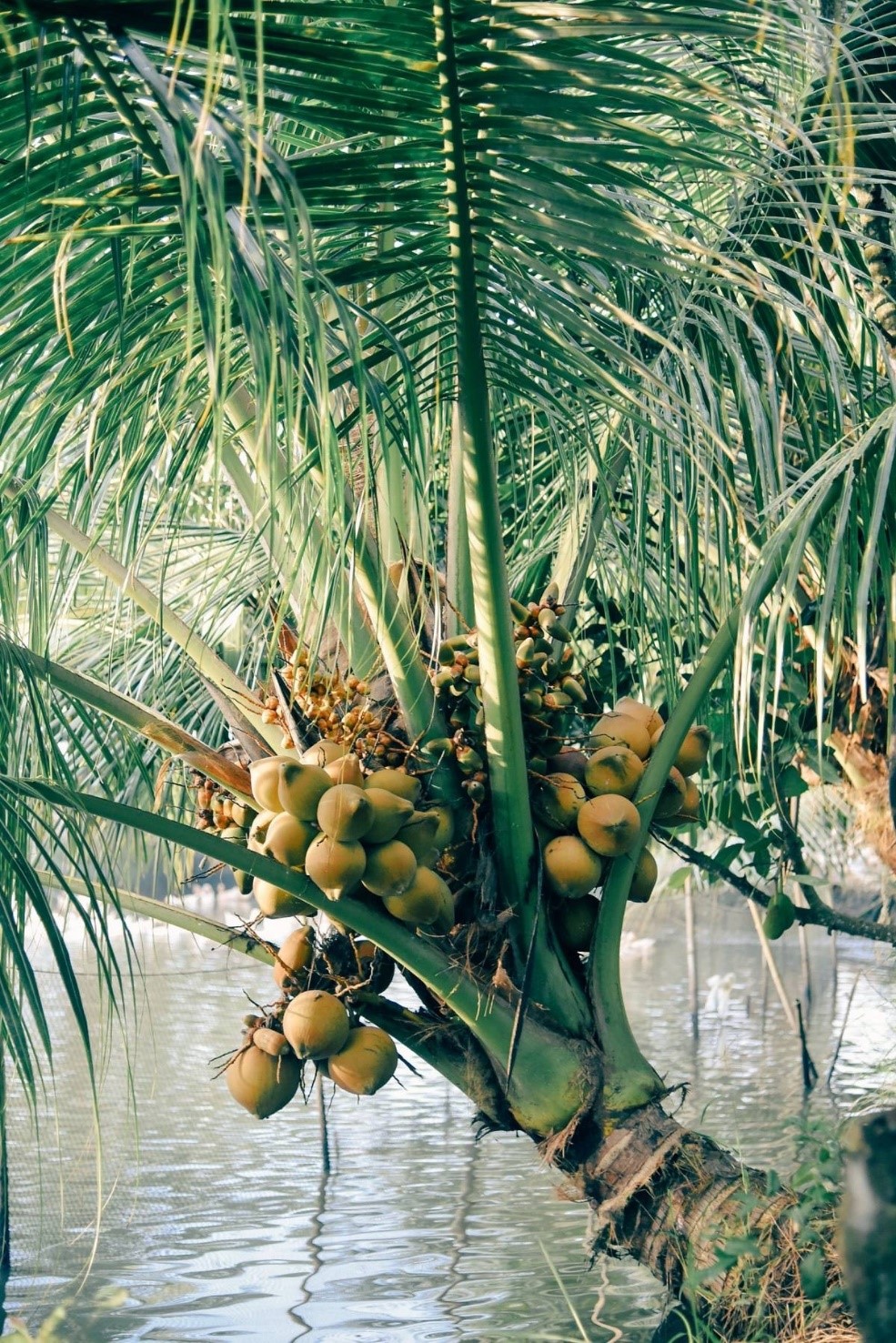 DỪA VĨNH LONG - GẮN LIỀN MÓN NGON QUÊ HƯƠNG