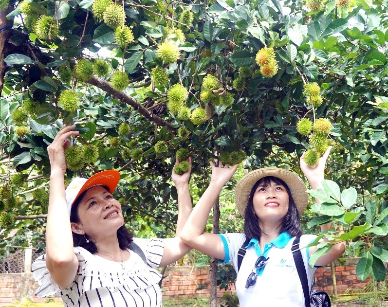 Vĩnh Long: Phát triển du lịch sinh thái, miệt vườn sông nước… 
