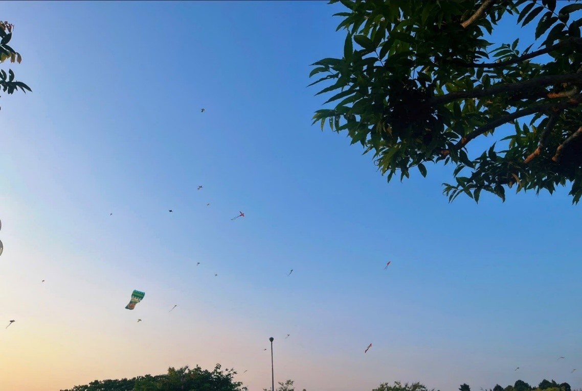 CÁNH ĐỒNG DIỀU VĨNH LONG - NƠI GIÓ KỂ CÂU CHUYỆN BÌNH YÊN