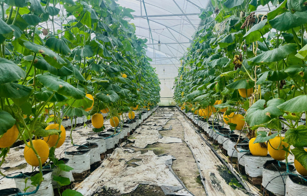 MỘT NGÀY TRẢI NGHIỆM TẠI VĨNH LONG