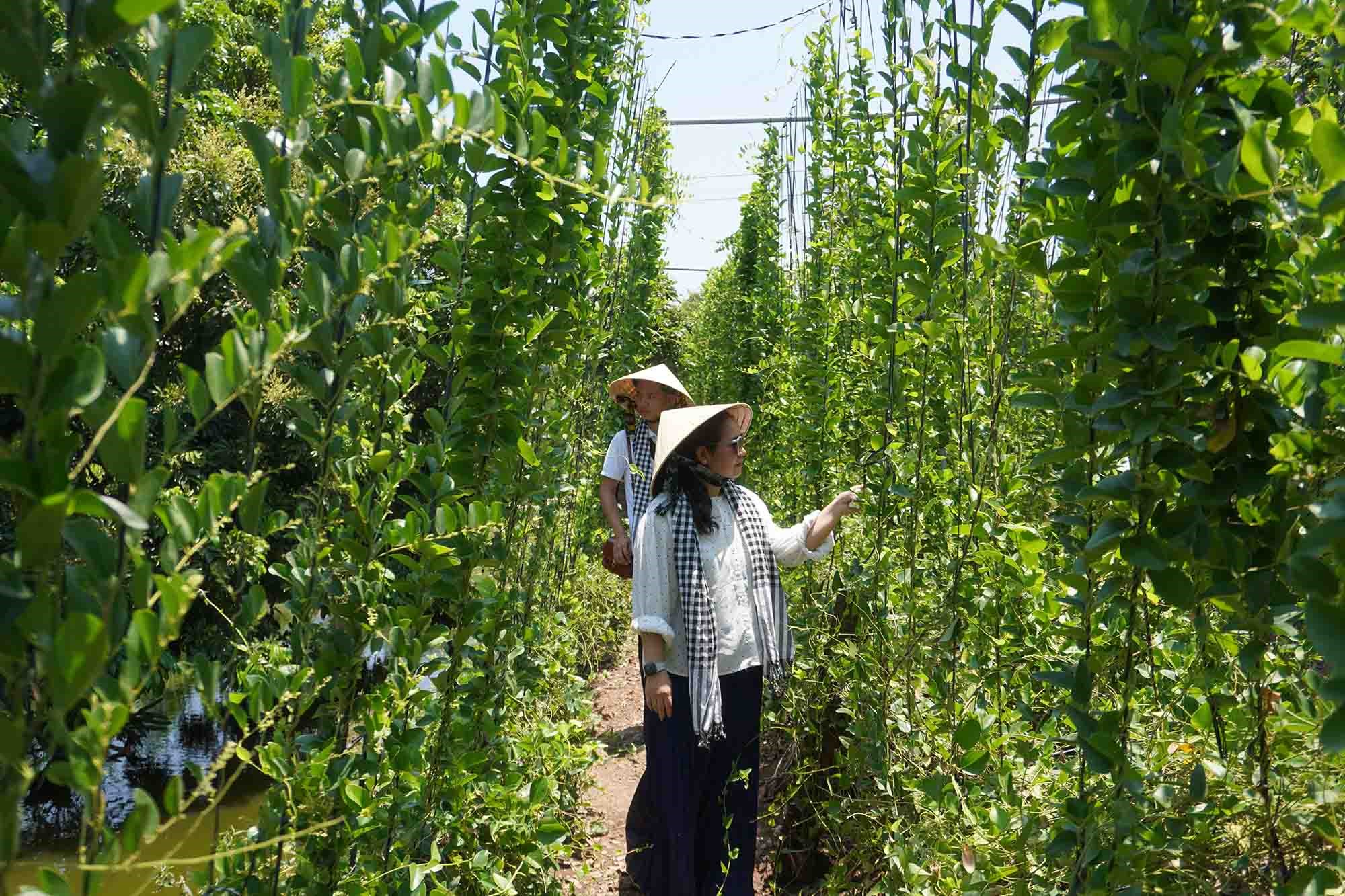 Vĩnh Long đón hơn 176.000 lượt khách trong kỳ nghỉ 2-9