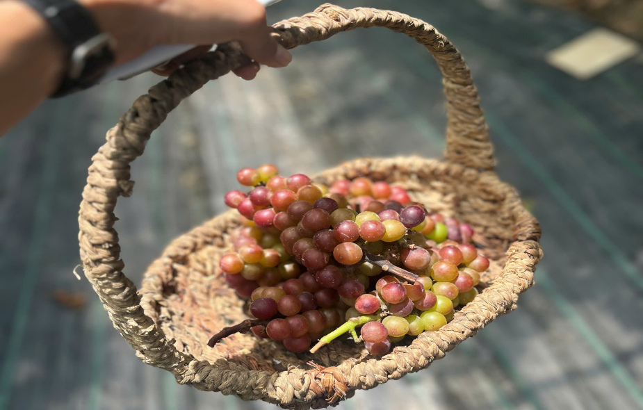 VƯỜN NHO NINH THÁI - ĐIỂM HẸN LÝ TƯỞNG TẠI VĨNH LONG