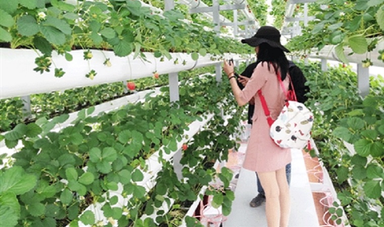 Du lịch canh nông hấp dẫn du khách
