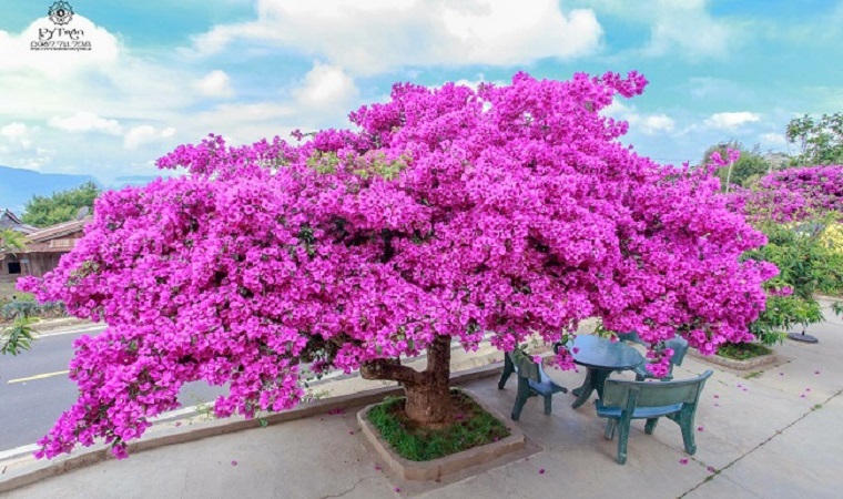 Sửng sốt cây hoa giấy nở hoa đỏ rực bên căn nhà gỗ ở Đà Lạt