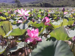 There is a miniature "Thap Muoi lotus field" in the middle of Quang Nam