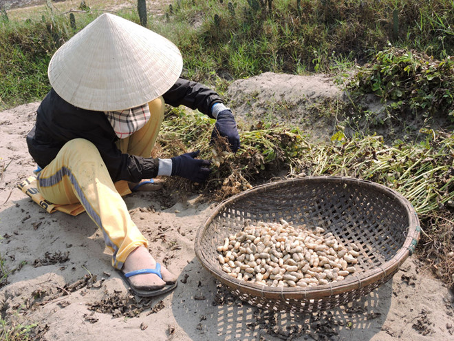 Hương vị quê hương: Hương đậu phộng trên vùng đất cát