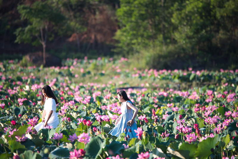Bewitchingly beautiful, the famous lotus field in Quang