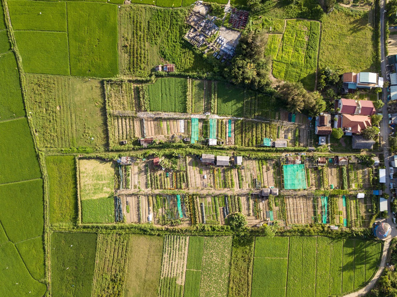 Discover Thanh Dong organic vegetable garden in Quang Nam